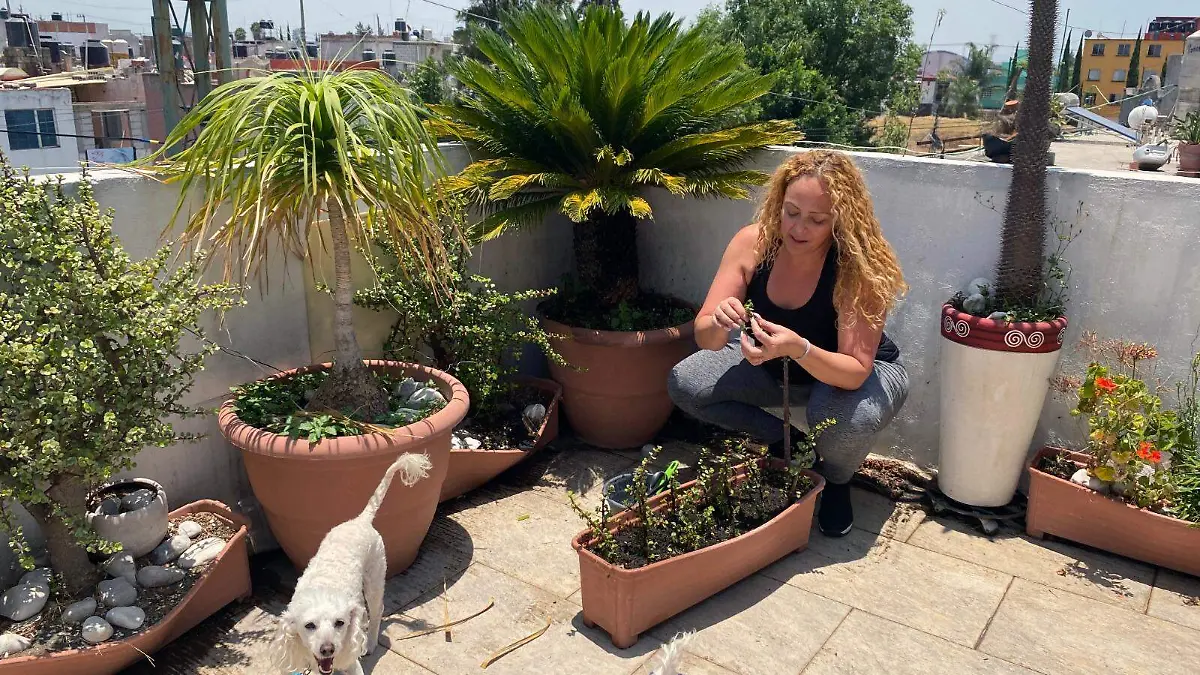 Una forma sencilla y efectiva de generar espacios verdes es tener plantas en casa